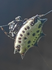 Gasteracantha cancriformis