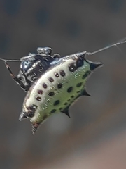Gasteracantha cancriformis