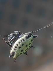 Gasteracantha cancriformis