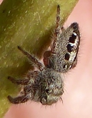 Phidippus insignarius