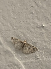 Alucita montana