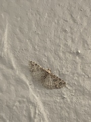 Alucita montana