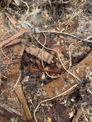 Scolopocryptops spinicaudus