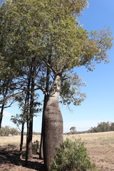 Brachychiton rupestris