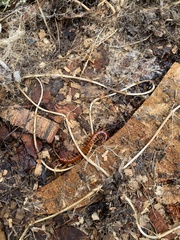 Scolopocryptops spinicaudus