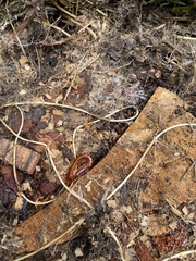 Scolopocryptops spinicaudus