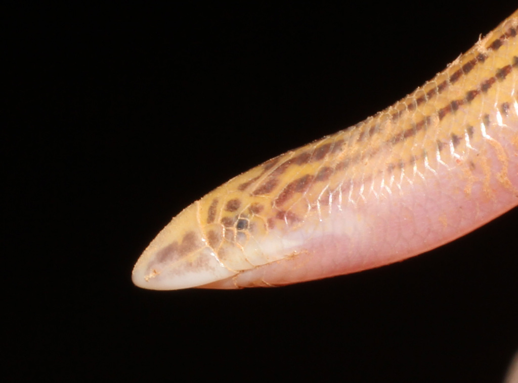 Striped Blind Legless Skink