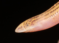 Kalahari Burrowing Skink photo 4