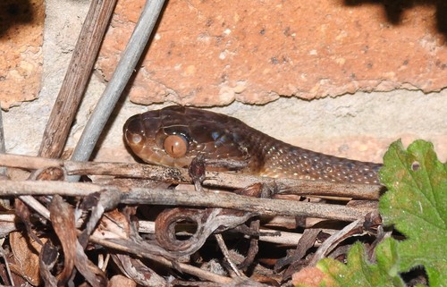 Brown Tree Snake sighting