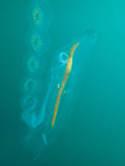 Cyclosalpa affinis