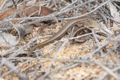 Common Dwarf Skink photo 1