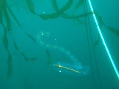 Cyclosalpa affinis