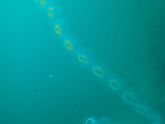 Cyclosalpa affinis