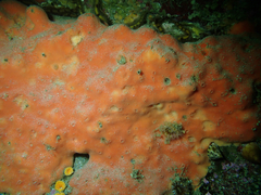 Dragmacidon mexicanum