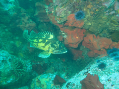 Sebastes chrysomelas