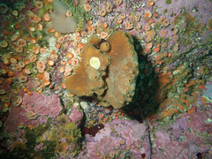 Amphimedon trindanea