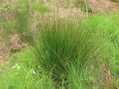 Juncus hesperius