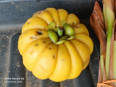 Garcinia atroviridis