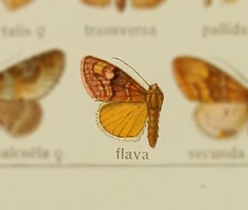 Caradrina flava