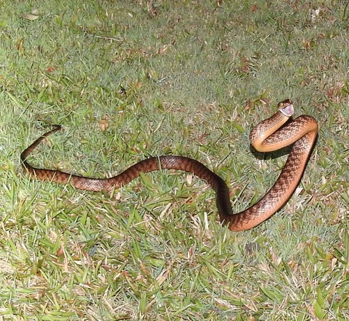 Brown Tree Snake sighting