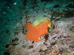 Acarnus erithacus