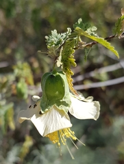Abutilon geranioides