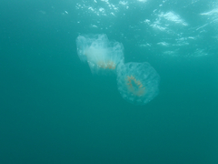 Cyclosalpa affinis
