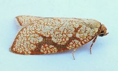 Dorithia semicirculana