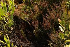 Elegia microcarpa