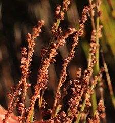 Elegia microcarpa