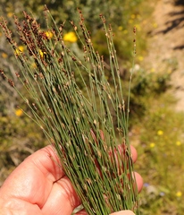 Elegia microcarpa