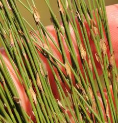Elegia microcarpa