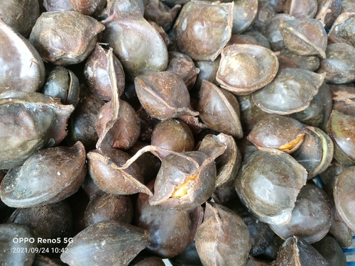 Jering (Archidendron jiringa)