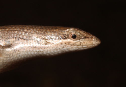 Speckled Skink, Trachylepis punctulata