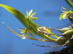 Prosthechea micropus