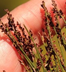 Elegia microcarpa