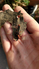 Platydracus maculiventris