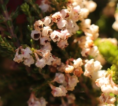 Erica spectabilis