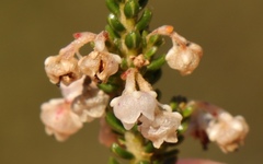 Erica spectabilis