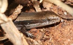 Panaspis wahlbergii