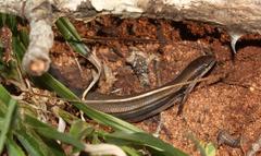Panaspis wahlbergii