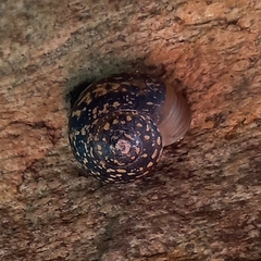 Sheldonia