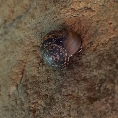 Sheldonia