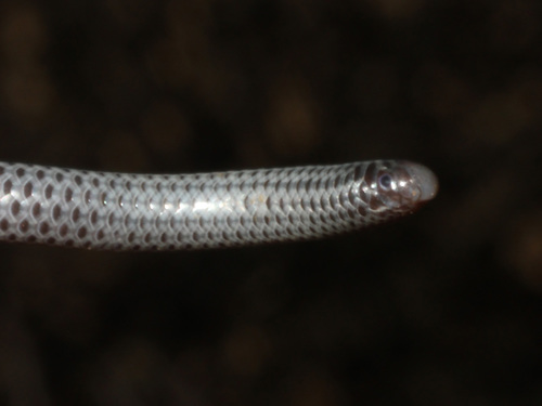 Peter's Thread Snake