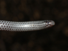 Leptotyphlops scutifrons