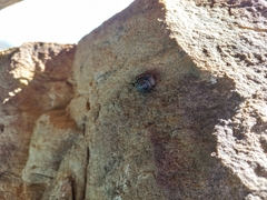 Sheldonia