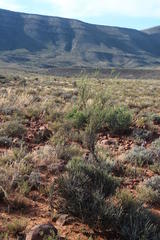 Lacomucinaea lineata