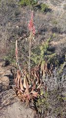 Aloe microstigma microstigma