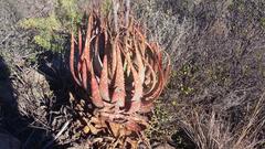 Aloe microstigma microstigma