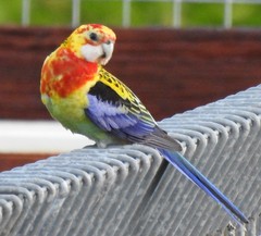 Platycercus eximius x adscitus